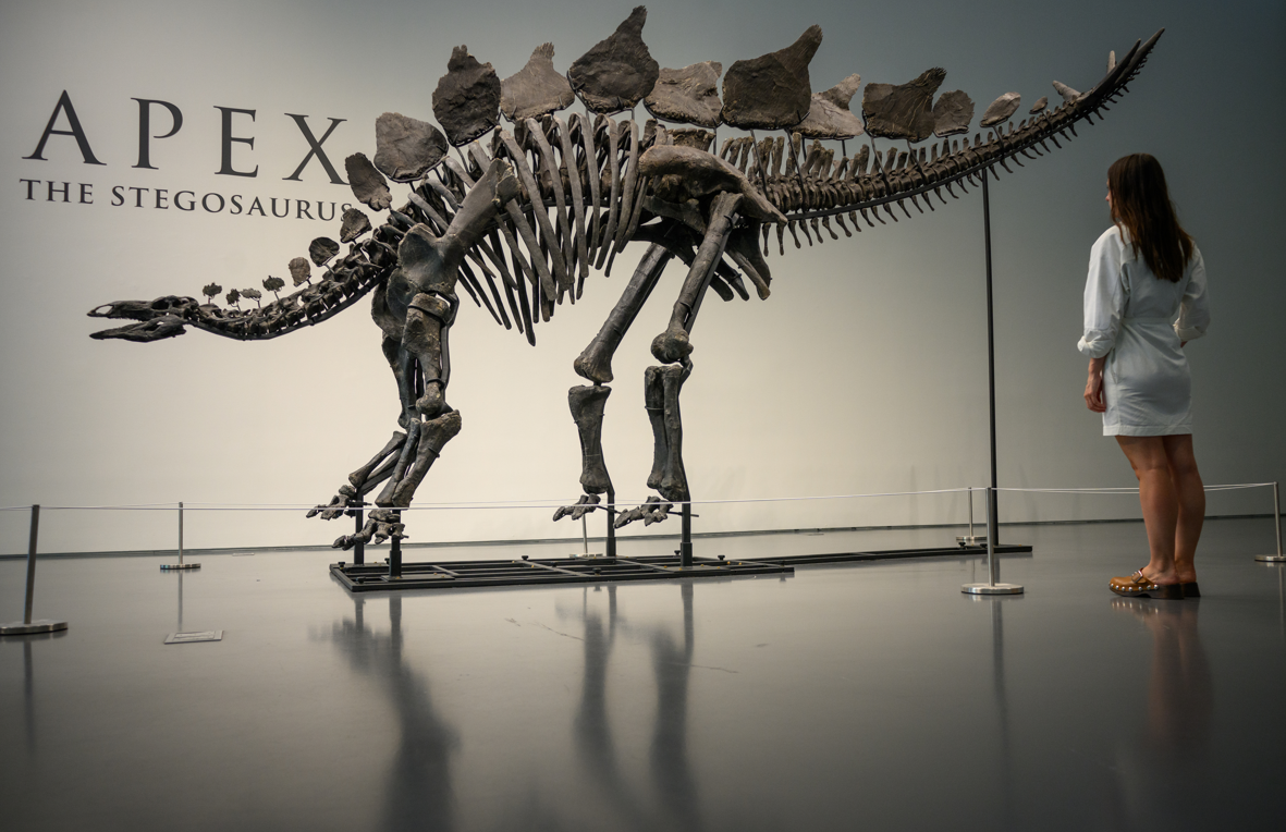 dinosaur